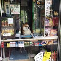 yuk-mampir-ke-toko-yang-dilayani-oleh-anjing-shiba-inu-di-tokyo