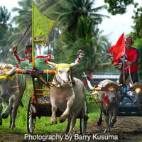 makepung-tradisi-adu-balap-kerbau-di-jembrana-bali