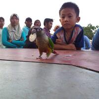 sharing-burung-paruh-bengkok-ii