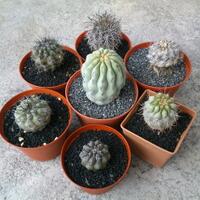 cactus---tanaman-kecil-yang-memukau