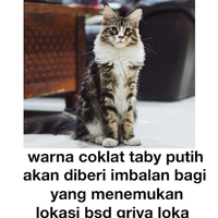 lost-mainecoon-white-brown-taby-bsd-tangerang-serpong