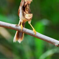burung-yang-mengerikan-seperti-kuda-nil