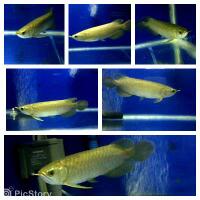 arowana--new-thread----part-1