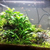 indahnya-peluang-usaha-aquascaping