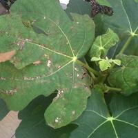 pohon-tin-pohon-ara-buah-tinbuah-ara-untuk-cancer-dan-collesterol-tinggi---part-2