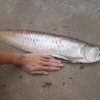 new--freshwater-fish-lounge---part-2