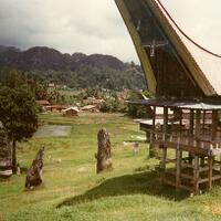 passomba-tedong--sumber-utama-falsafah-toraja