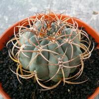 joy-s-garden-tanaman-hias-dan-langka-yang-banyak-peminatnya