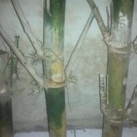 khoas-bambu-patil-lele