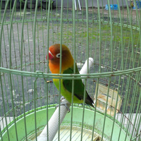 lovebird-lovers