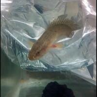 polypterus-aka-palmas-lounge-part-ii-ask-sharing--post-your-bichir-here---part-1