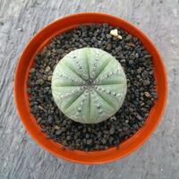 joy-s-garden-tanaman-hias-dan-langka-yang-banyak-peminatnya