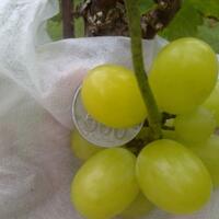 kampung-anggur----part-3