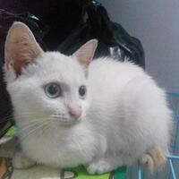 thread-hibah-adopsi-peliharaan-dan-kehilangan---part-3