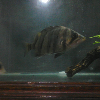 datnoids-aka-tiger-fish