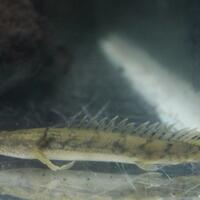 polypterus-aka-palmas-lounge-part-ii-ask-sharing--post-your-bichir-here---part-1