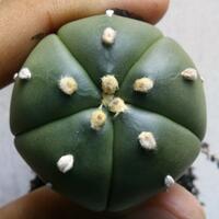 cactus---tanaman-kecil-yang-memukau