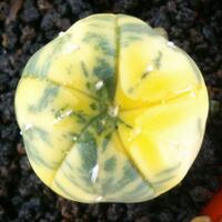 joy-s-garden-tanaman-hias-dan-langka-yang-banyak-peminatnya