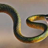 10-fakta-unik-tentang-ular