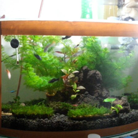aquascape-for-everyone-learning-and-sharing---part-1