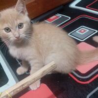 thread-hibah-adopsi-peliharaan-dan-kehilangan---part-3