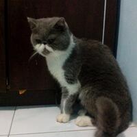 cat-lovers-kaskus-read-page-1-first---part-4