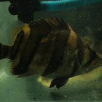 datnoids-aka-tiger-fish