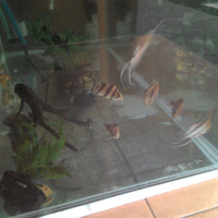 datnoids-aka-tiger-fish