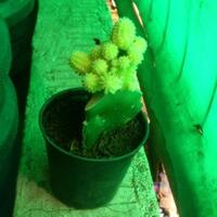 new-cactus-lover