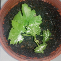 kampung-anggur----part-3