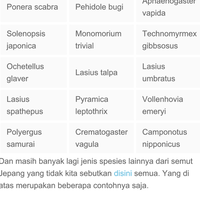 semut-jepang-1000-manfaat-bagi-tubuh-agan