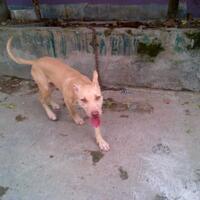 the-american-pitbull-lover039s---part-5