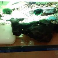 ltgtltgt-new-home-all-about-res-red-ear-slider---kura-brazil-ltgtltgt---part-1