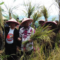 menuju-swasembada-pangan-panen-padi-di-pakuncen-naik-dua-kali-lipat