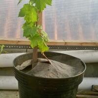 kampung-anggur----part-3