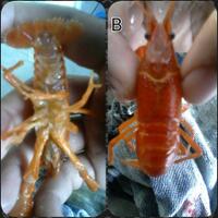 serba-serbi-lobster-air-tawar-crayfish---crawfish