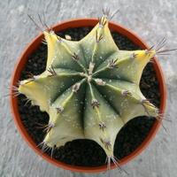 joy-s-garden-tanaman-hias-dan-langka-yang-banyak-peminatnya