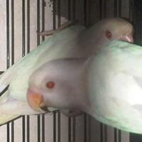 lovebird-lovers