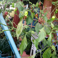 post-image