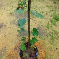 kampung-anggur----part-3