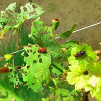 kampung-anggur----part-3