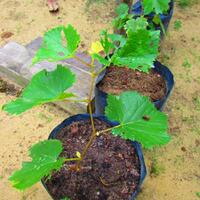 kampung-anggur----part-3