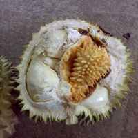 duren-di-dalam-duren