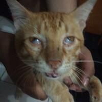 kucing-lokal-domestik-kampung---part-1