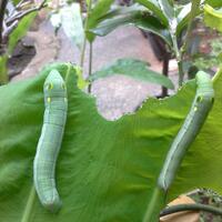 fauna-dalam-keindahan-flora