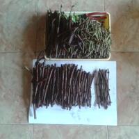 kampung-anggur----part-3