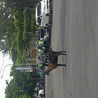 tilang