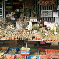 cactus---tanaman-kecil-yang-memukau