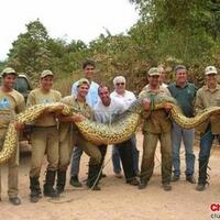 10-fakta-unik-tentang-ular