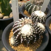 cactus---tanaman-kecil-yang-memukau